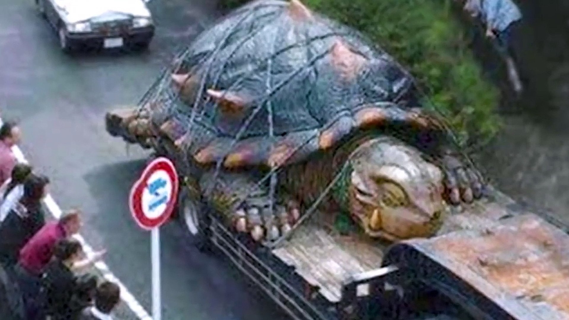 15 Turtles You Won't Believe Actually Exist - video Dailymotion