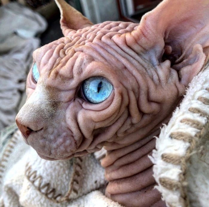 "The Surprisingly Adorable Charisma of a Wrinkled Feline with a Sinister Appearance"