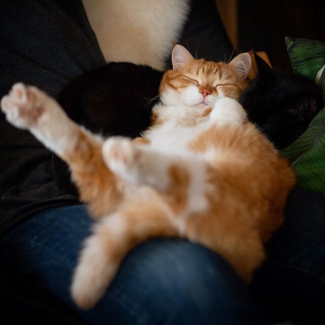 The Snow-Loving Ginger Feline: A Homebody at Heart