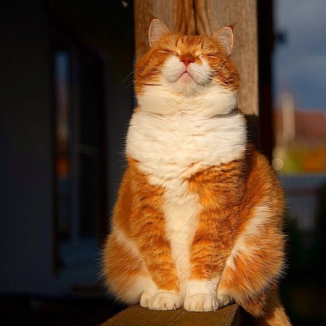 The Snow-Loving Ginger Feline: A Homebody at Heart