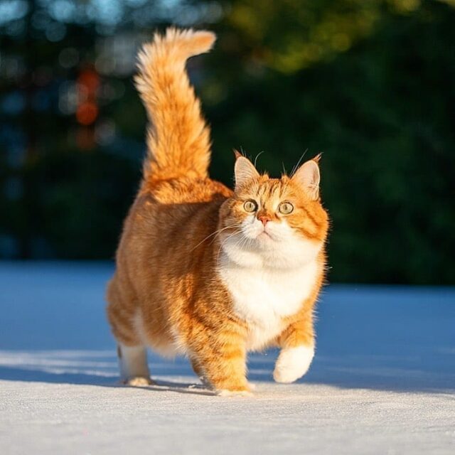 The Snow-Loving Ginger Feline: A Homebody at Heart