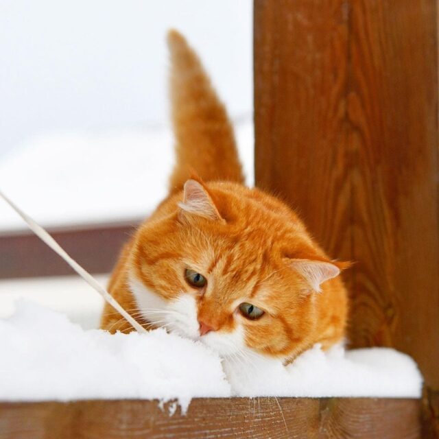 The Snow-Loving Ginger Feline: A Homebody at Heart