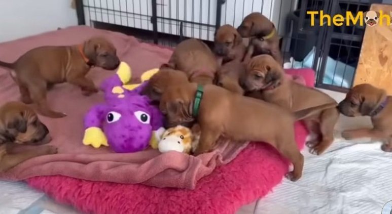 In the Heart of a Snowstorm, a Pregnant Dog Left Alone Delivers 15 Lovely Pups