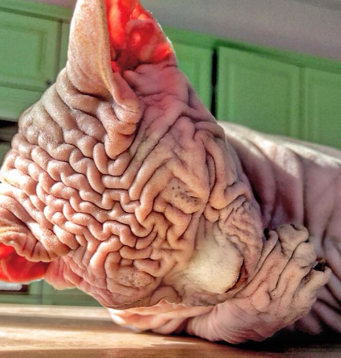 "The Surprisingly Adorable Charisma of a Wrinkled Feline with a Sinister Appearance"