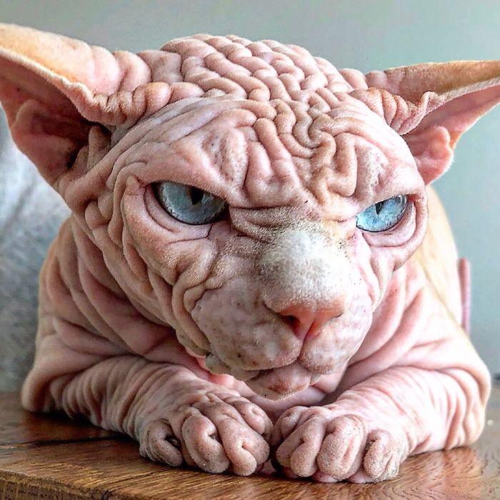 "The Surprisingly Adorable Charisma of a Wrinkled Feline with a Sinister Appearance"