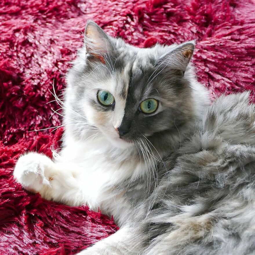 Introducing Geri: The Unique Feline with Chimerism and a Dual Personality