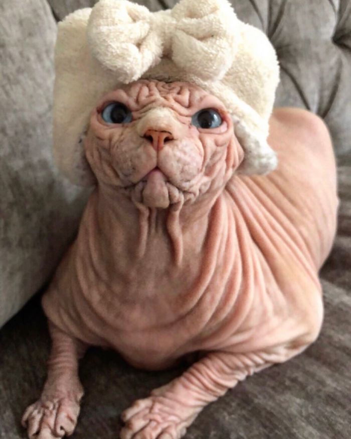 "The Surprisingly Adorable Charisma of a Wrinkled Feline with a Sinister Appearance"