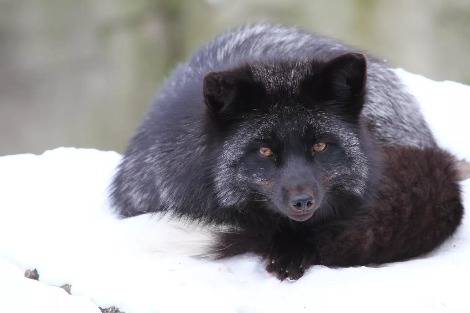 silver fox lying in snow