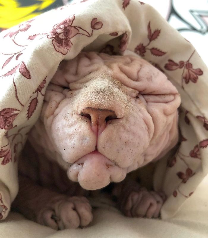 "The Surprisingly Adorable Charisma of a Wrinkled Feline with a Sinister Appearance"