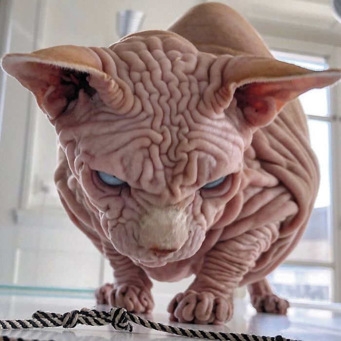 "The Surprisingly Adorable Charisma of a Wrinkled Feline with a Sinister Appearance"