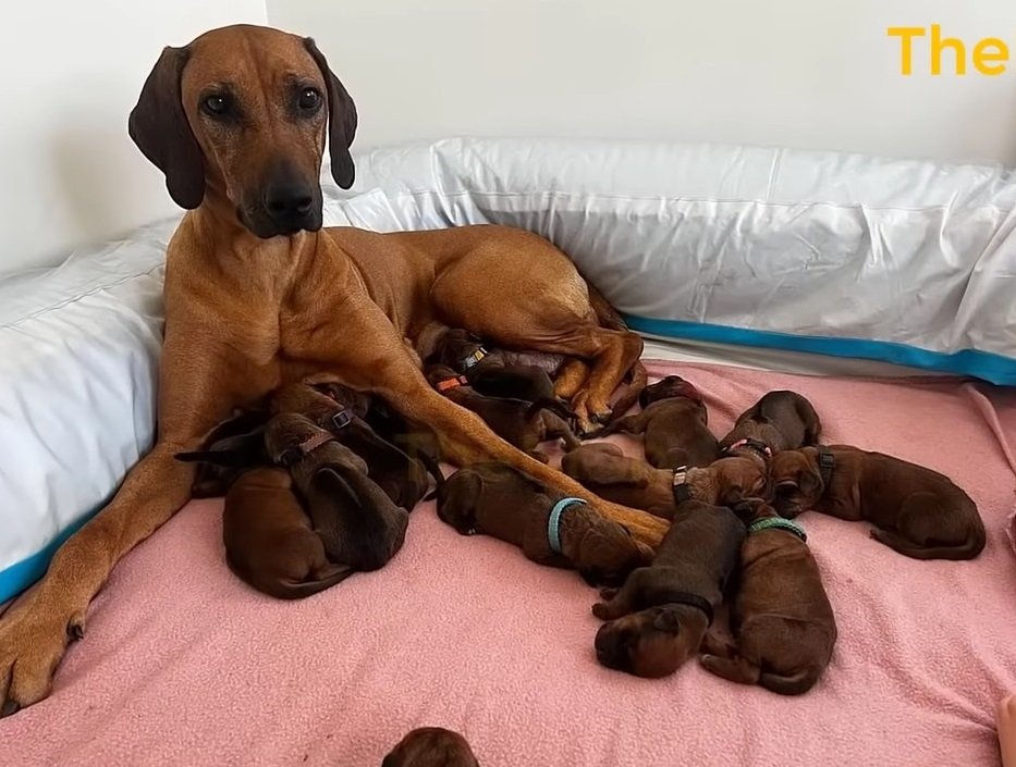 In the Heart of a Snowstorm, a Pregnant Dog Left Alone Delivers 15 Lovely Pups