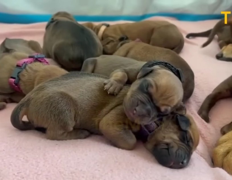 In the Heart of a Snowstorm, a Pregnant Dog Left Alone Delivers 15 Lovely Pups