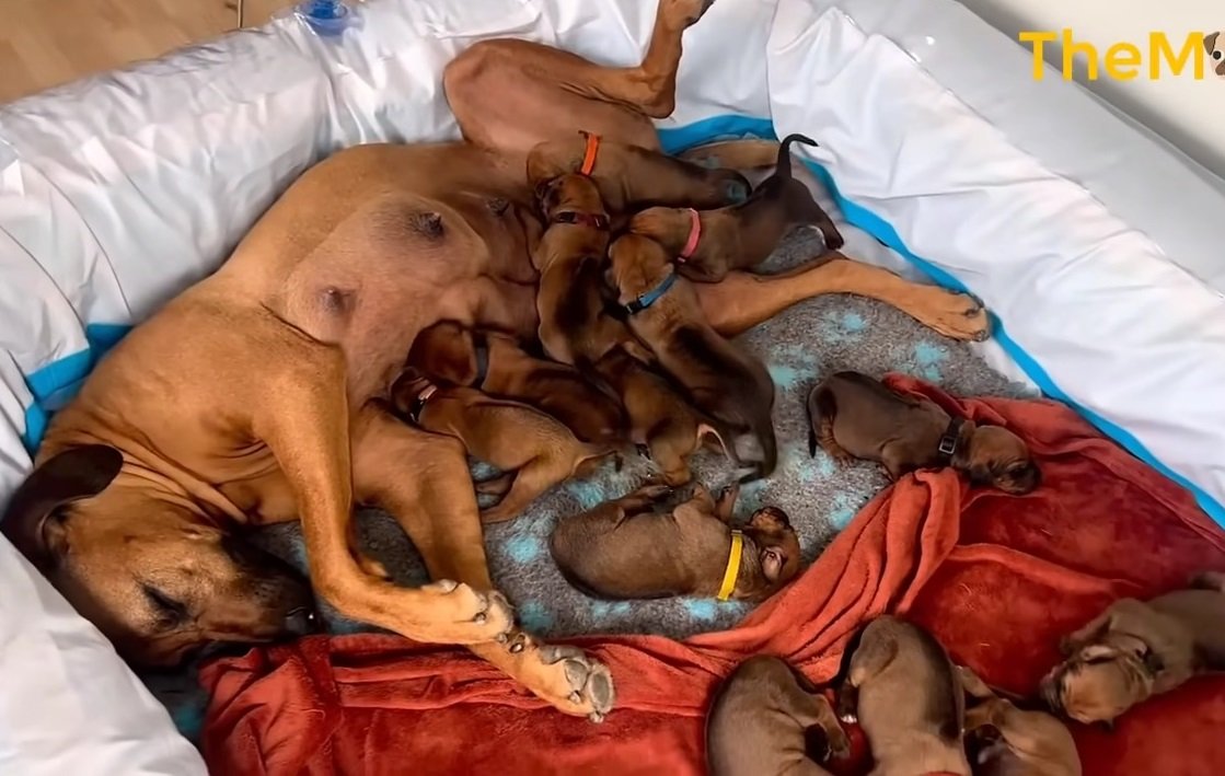 In the Heart of a Snowstorm, a Pregnant Dog Left Alone Delivers 15 Lovely Pups