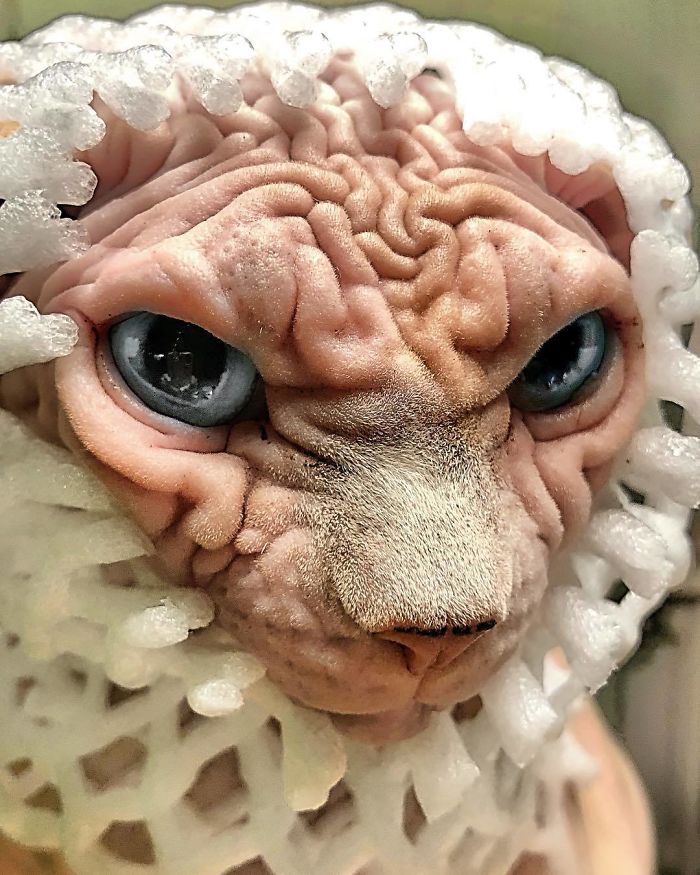 "The Surprisingly Adorable Charisma of a Wrinkled Feline with a Sinister Appearance"