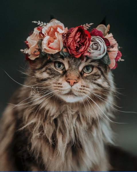 Leo The Maine Coon: The King of the Feline Kingdom (And His Siblings Are Well Aware!)