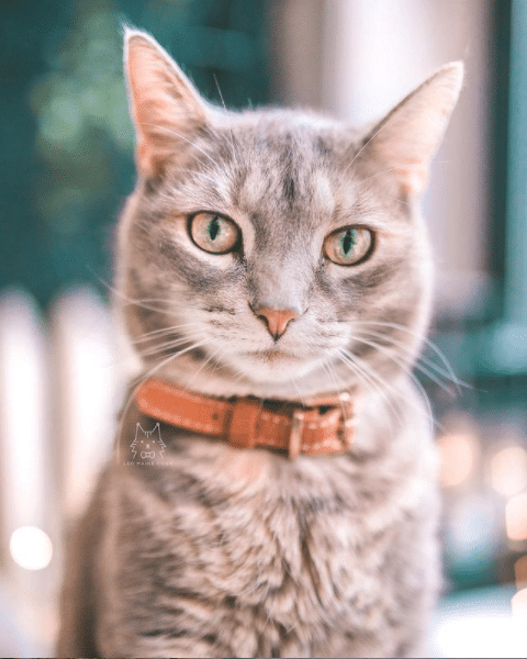 Leo The Maine Coon: The King of the Feline Kingdom (And His Siblings Are Well Aware!)