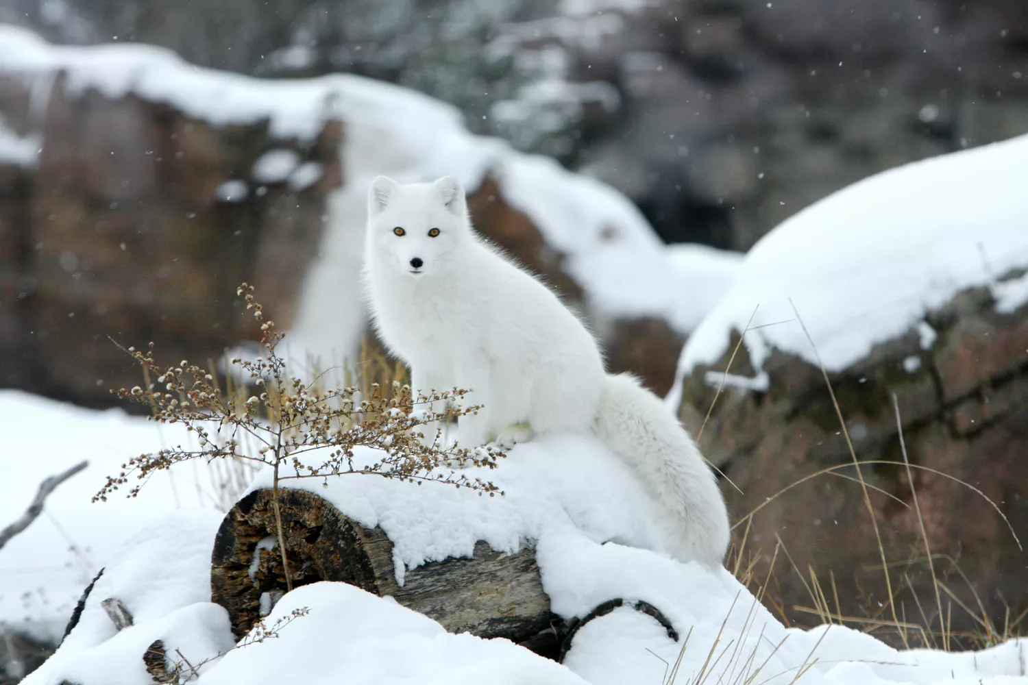 Arctic fox in the snow