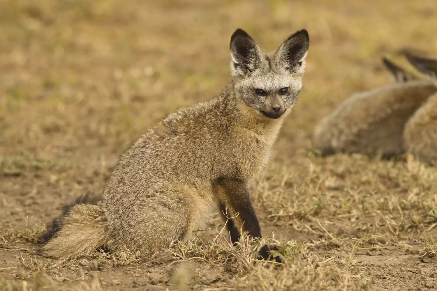 Bat-eared Fox in the Serengeti