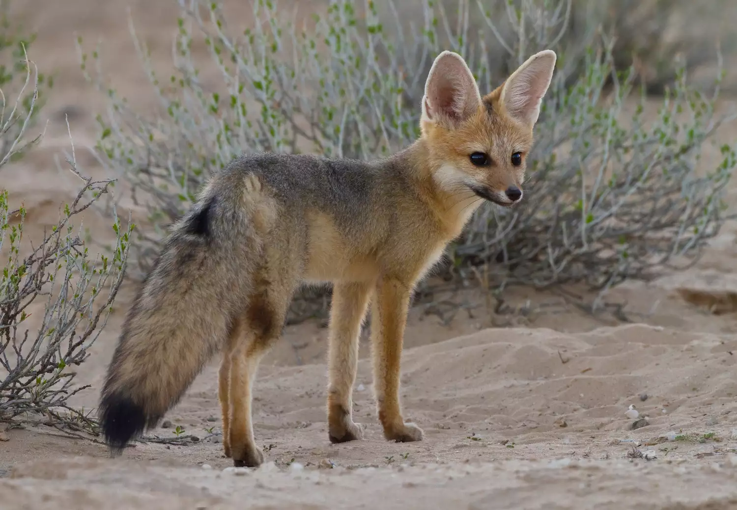 Cape fox in the sand in Kgalagadi Transfrontier Park, Africa