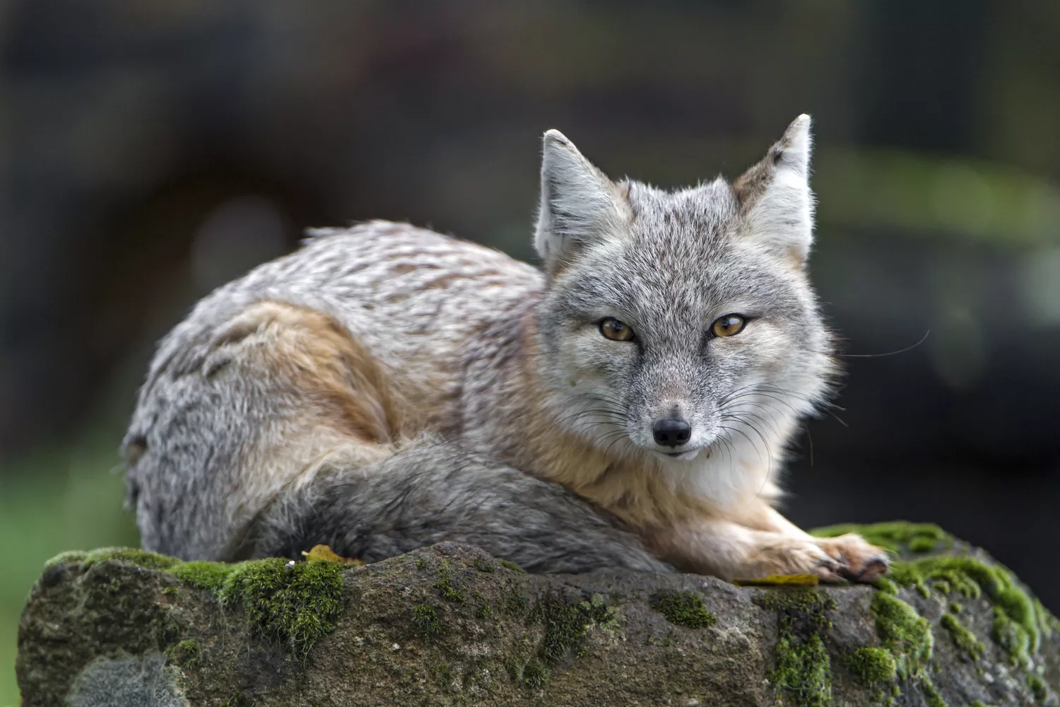 Corsac fox lying and posing well