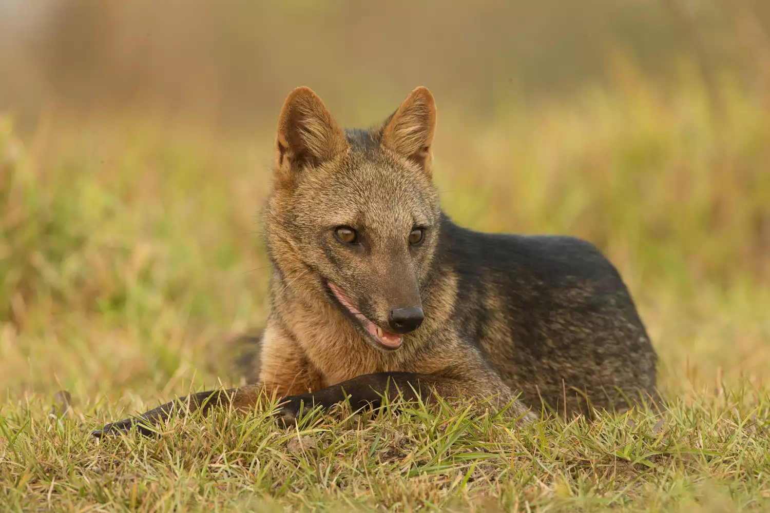 Crab-eating fox lying in grass