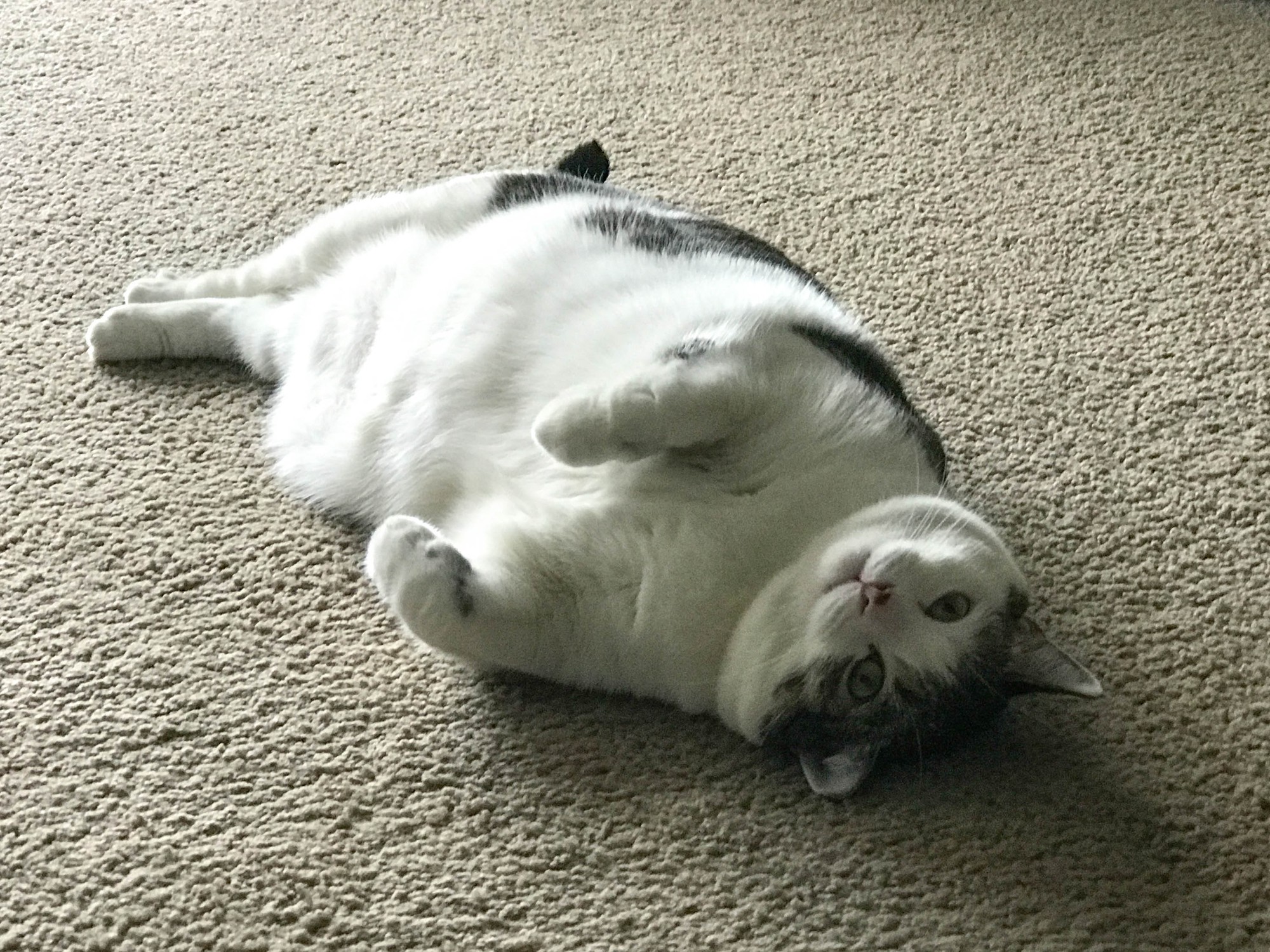 fat-cat