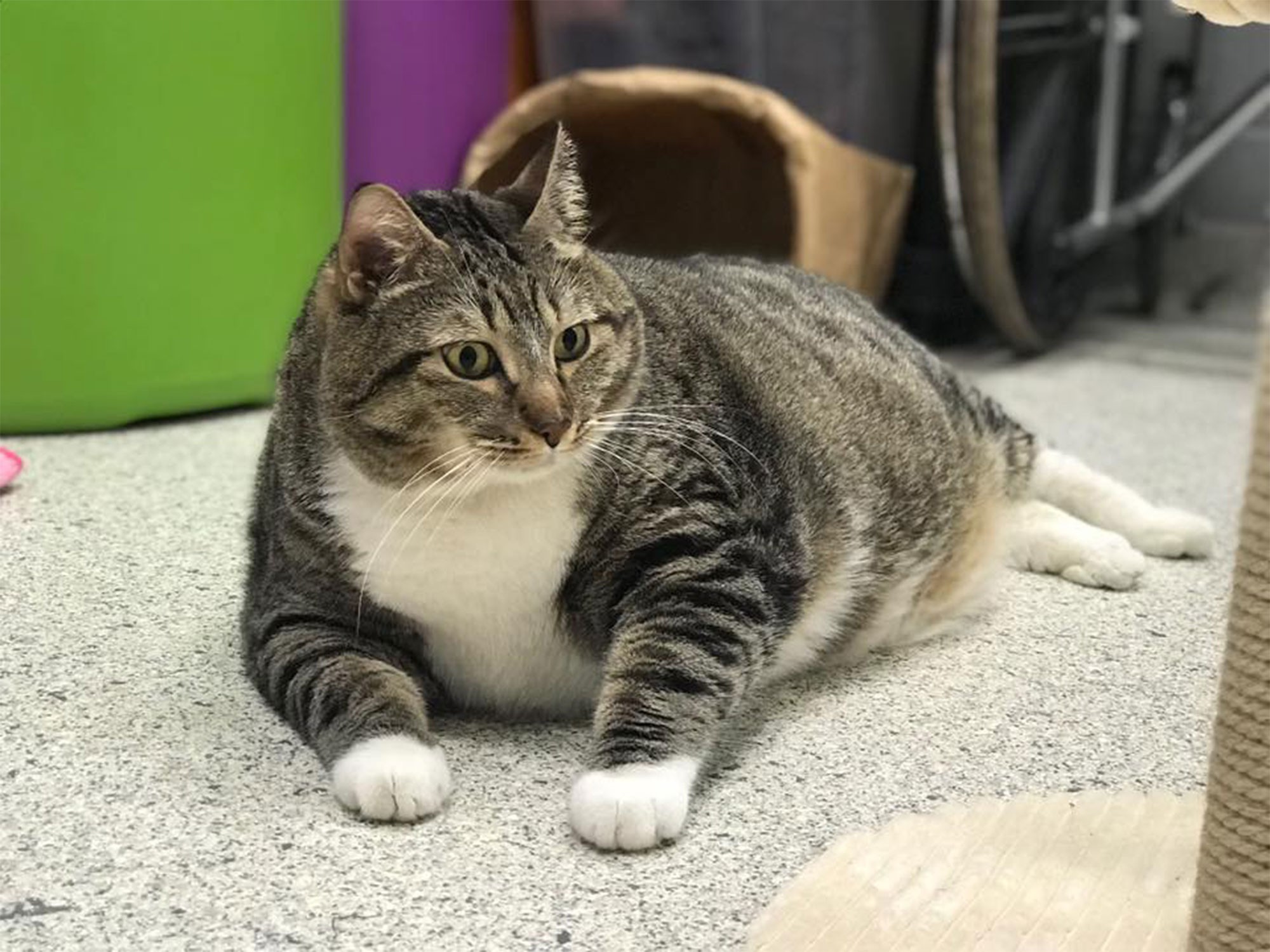 fat-cat-4