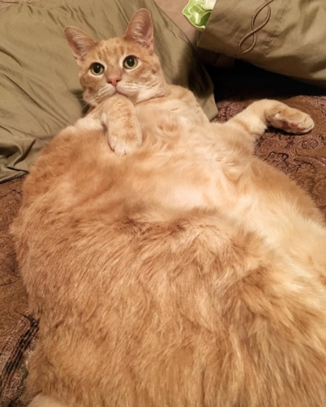 fatcat4