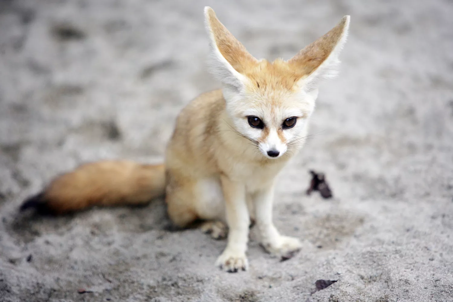 Fennec fox sitting in the sand