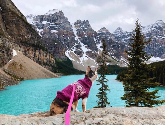 "Outdoor Adventures with Your Feline Friend: Tips from Adventure Cats"