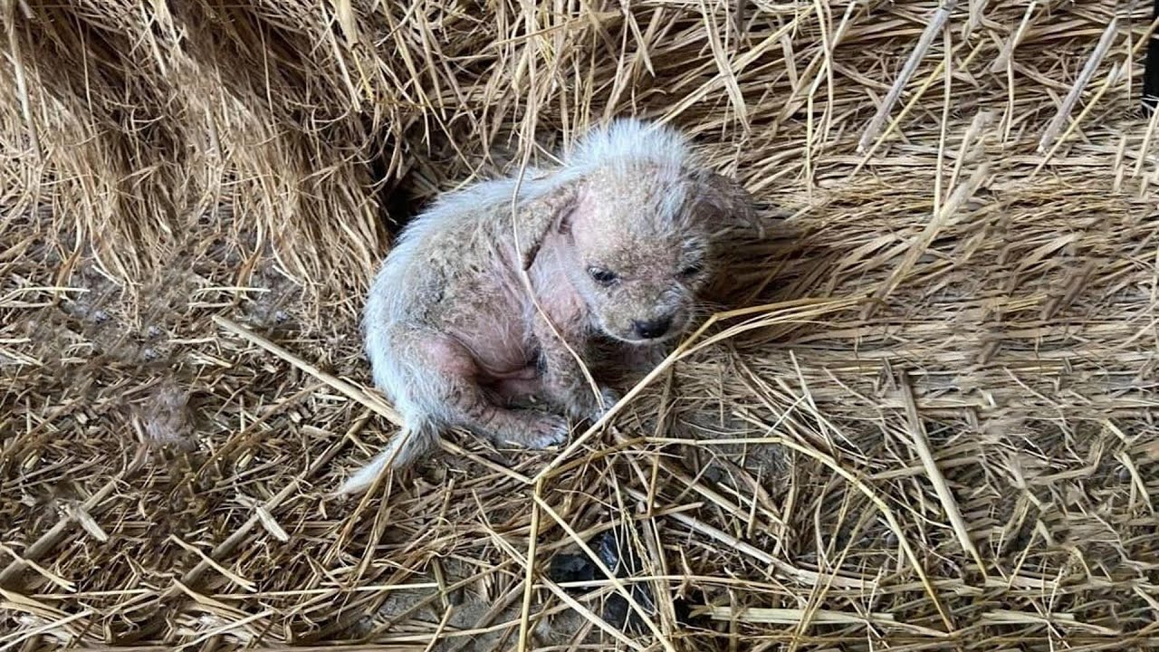 Tearful Story of Neglected Puppies in miserable condition, dirty, mange and bloated stomach