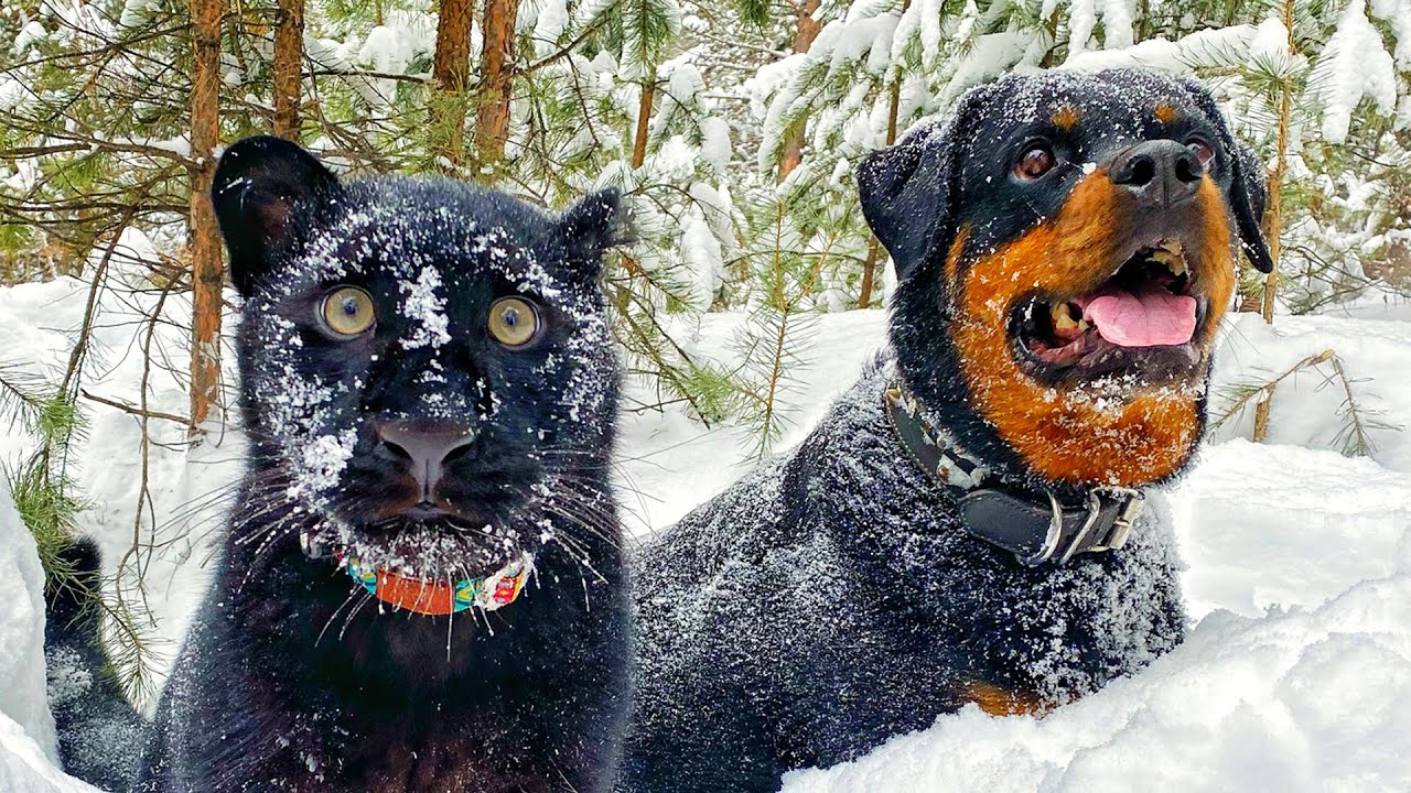 Luna The Pantera & Venza Are Dog Cat Duo Goals | The Koala - YouTube