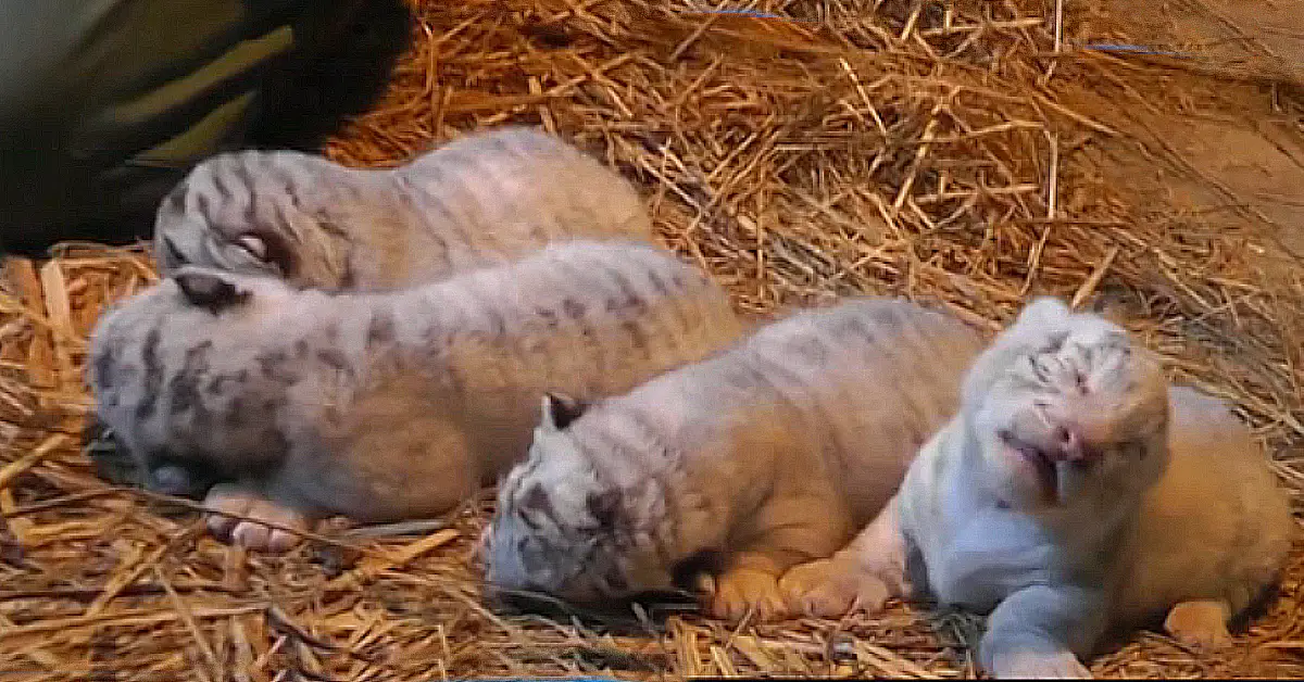 Lioness Lola gave birth to triplet cubs at Chelyabinsk . (Video)