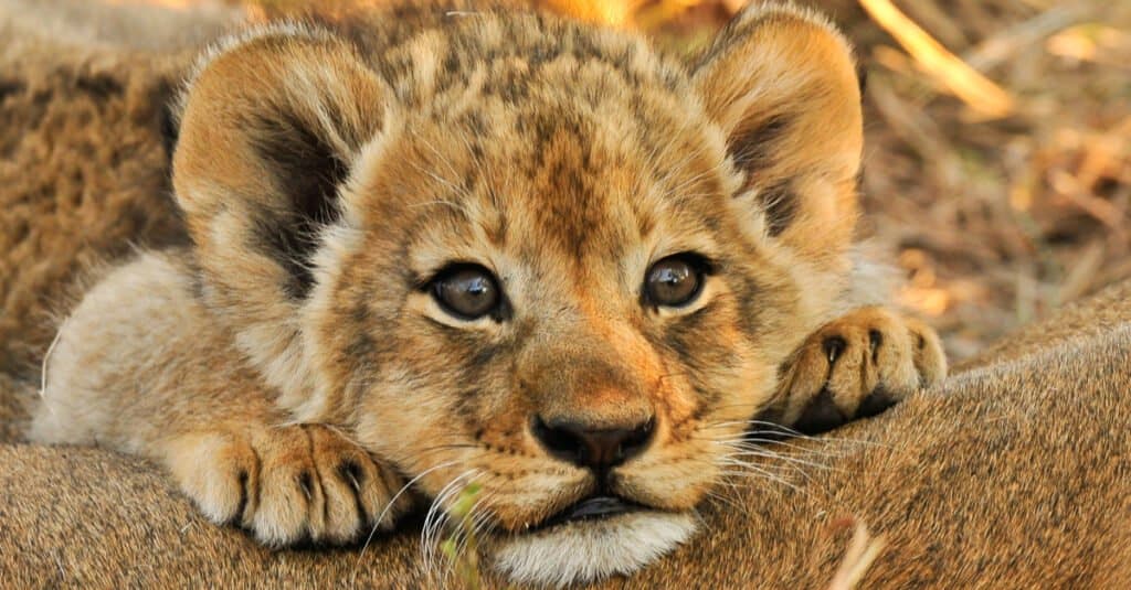 Baby Lions: 5 Lion Cub Pictures and 5 Facts - A-Z Animals