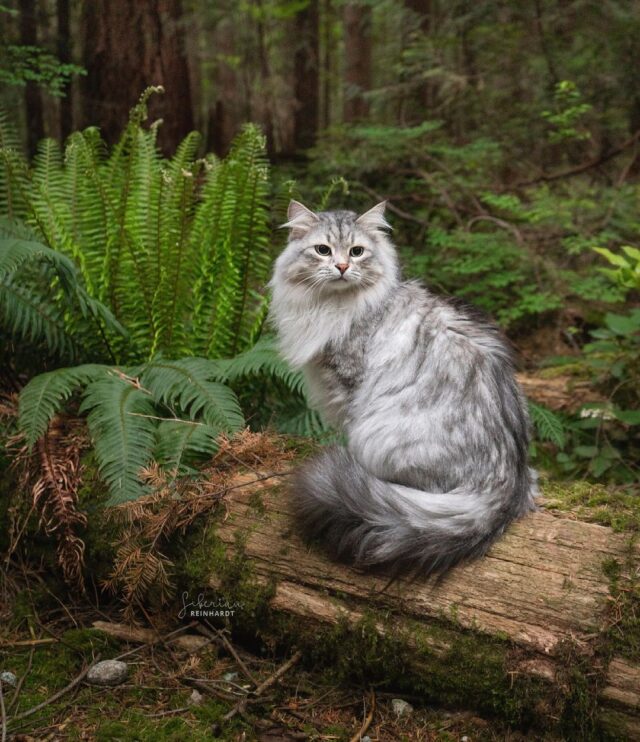 "Outdoor Adventures with Your Feline Friend: Tips from Adventure Cats"