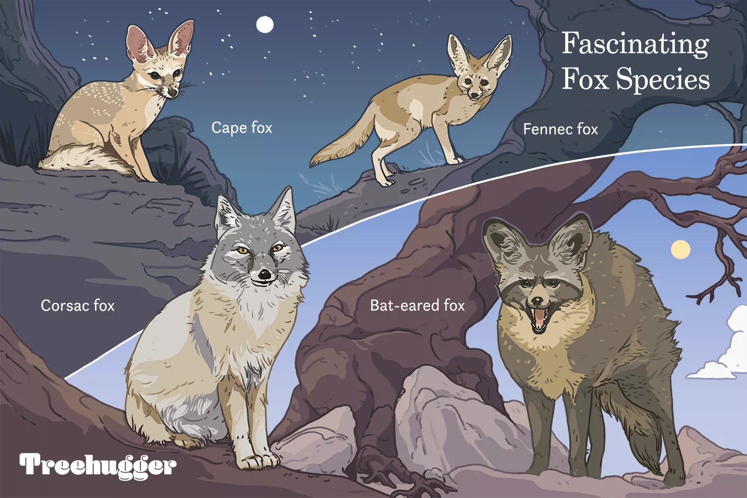 fascinating fox species illustration