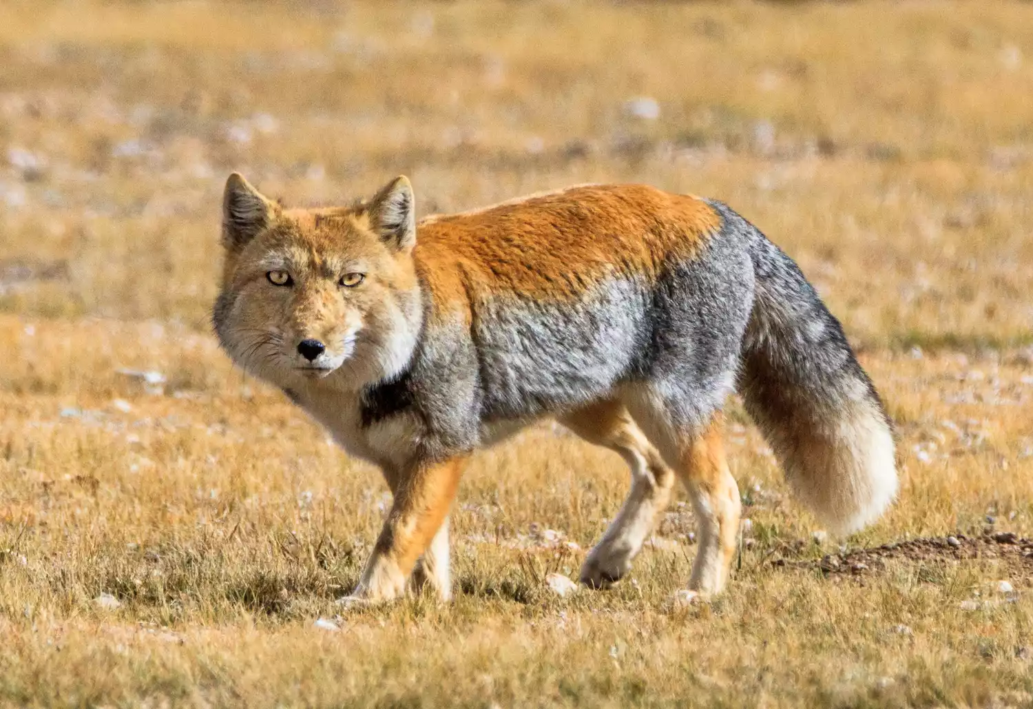 Tibetan sand fox walking in northern Tibet