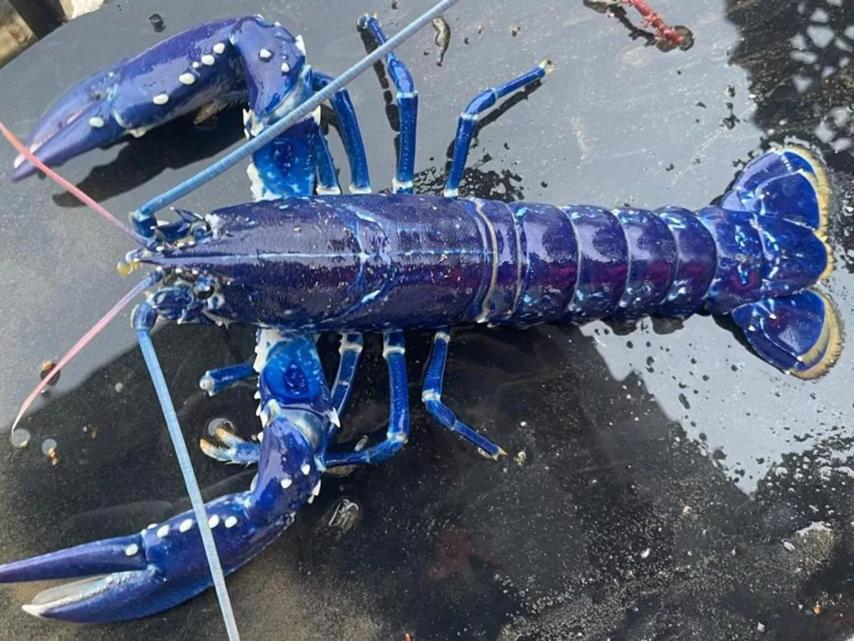 Stunned Brit fisherman catches ultra-rare blue lobster – and immediately  lets it go - Daily Star