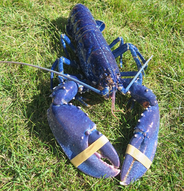 A one-in-two-million find: Larry, the rare BLUE lobster, is caught in Devon  | Daily Mail Online
