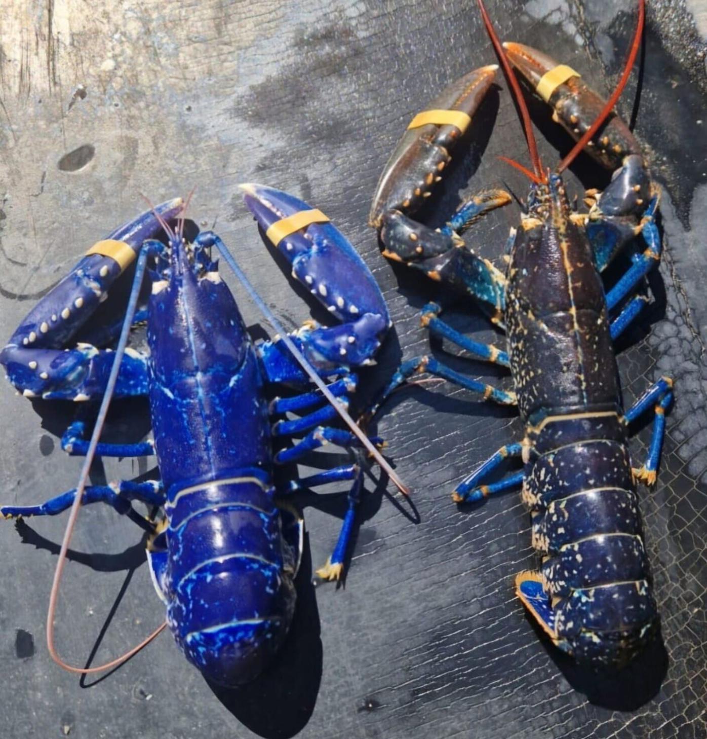 Fisherman catches ultra rare 'one in two million' blue lobster | National |  gjsentinel.com