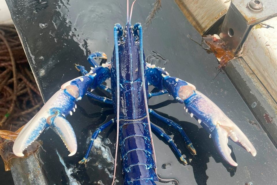 The blue lobster caught for the second time by Stuart Brown