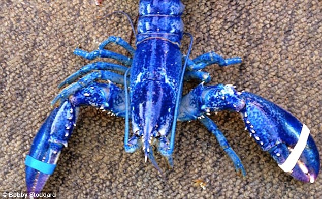 Rarity: A rare blue lobster, pictured, was caught last month off the Canadian coast in a one-in-two million find thanks to a naturally excessive amount of a particular protein