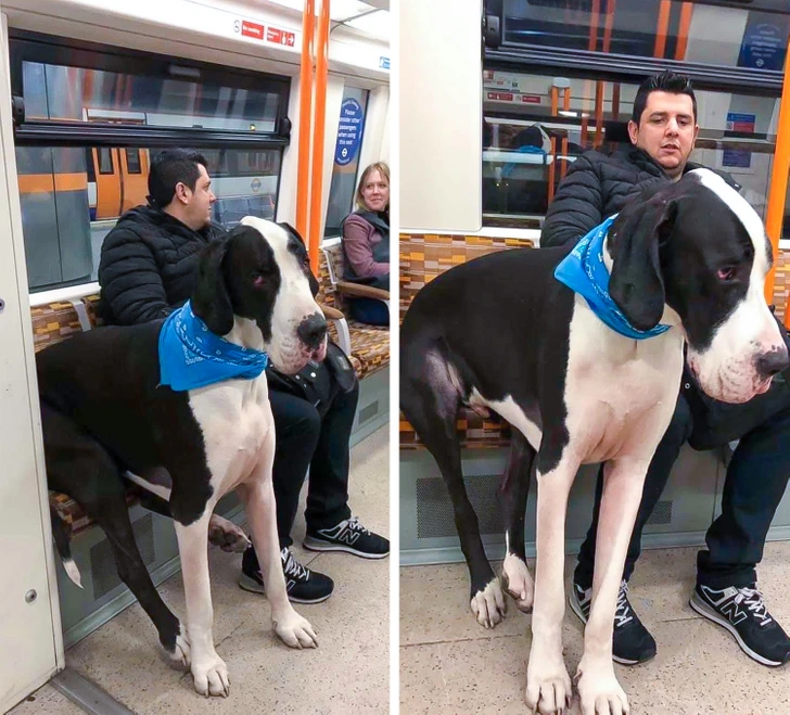 dog-on-a-train-