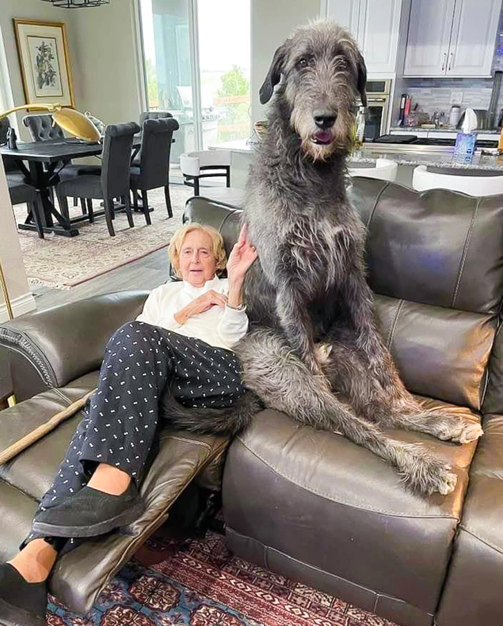 giant-doggo-