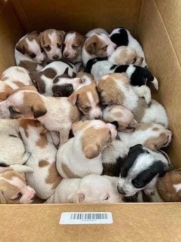 many puppies in the box