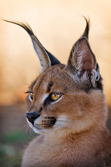 Amazing Nature #171- Caracal Or African Lynx — Steemit, 51% OFF