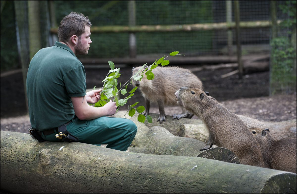 "capybara-song-tho-hon-when-nuoi-nhot"