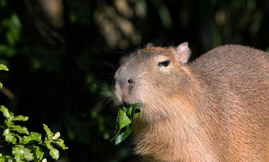 "capybara-bi-nham-lan-la-ca"