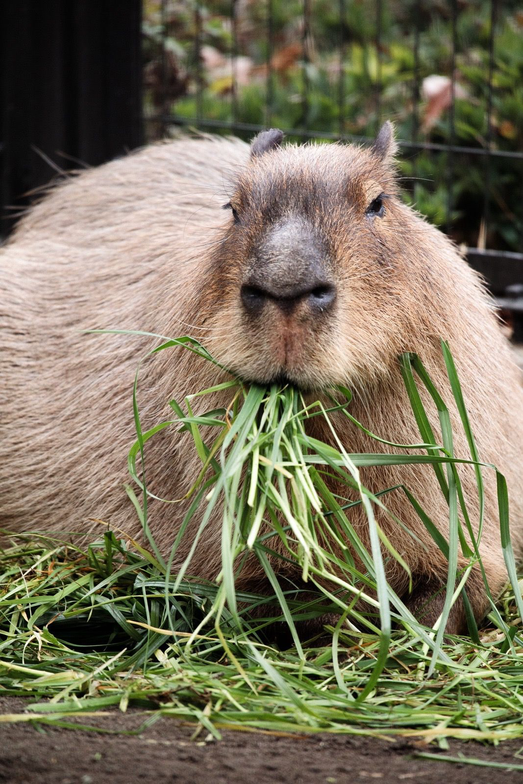 "capybara-is-a-ban-thuy-sinh