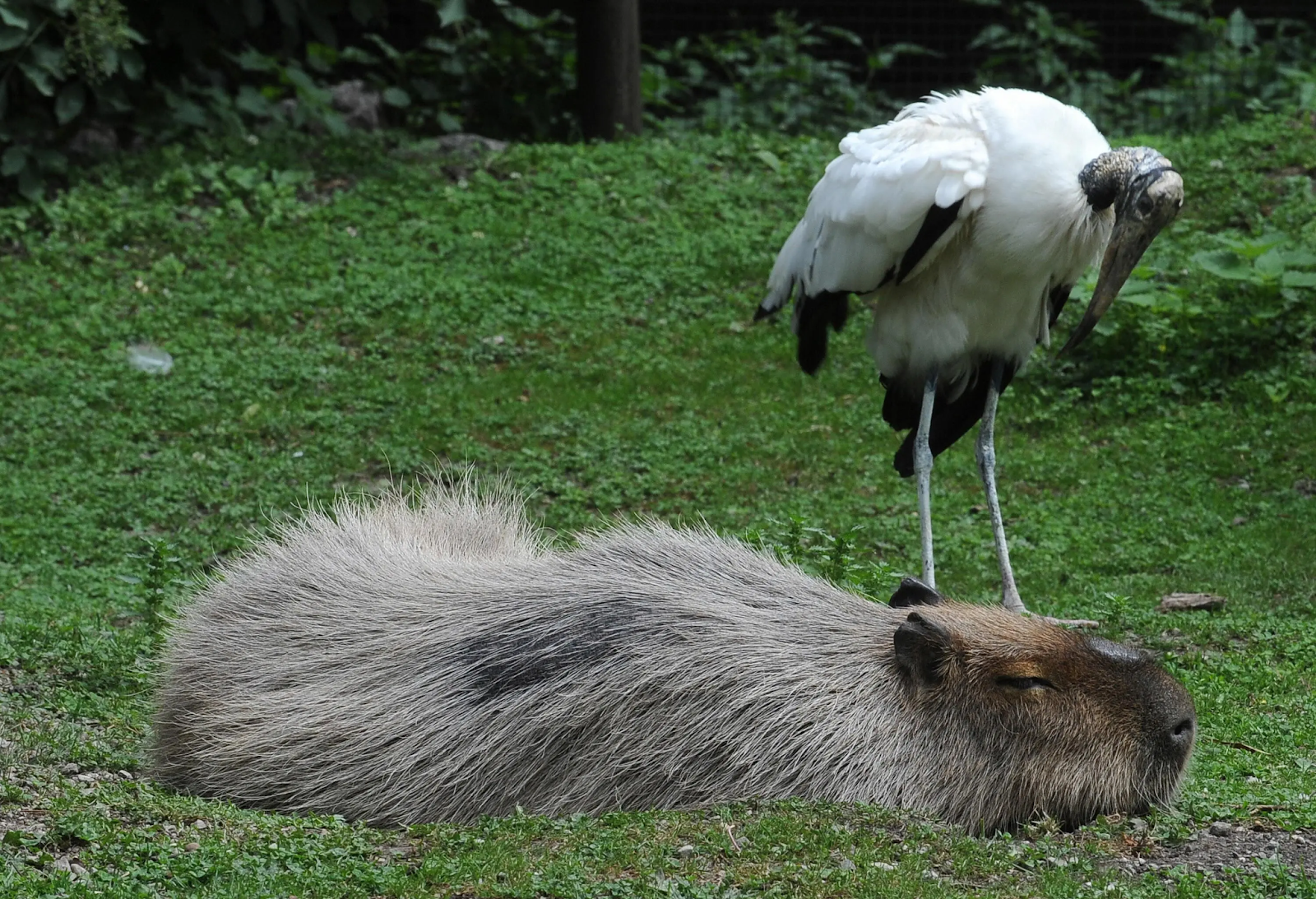 "capybara-rather-than-thien"